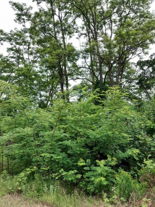 Robinie, Baum des Jahres 2020. Bild: Landratsamt Rhein-Neckar-Kreis Robinie, Baum des Jahres 2020. Bild: Landratsamt Rhein-Neckar-Kreis