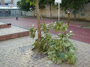 Beschädigung Schulhof Baum Beschädigung Schulhof Baum