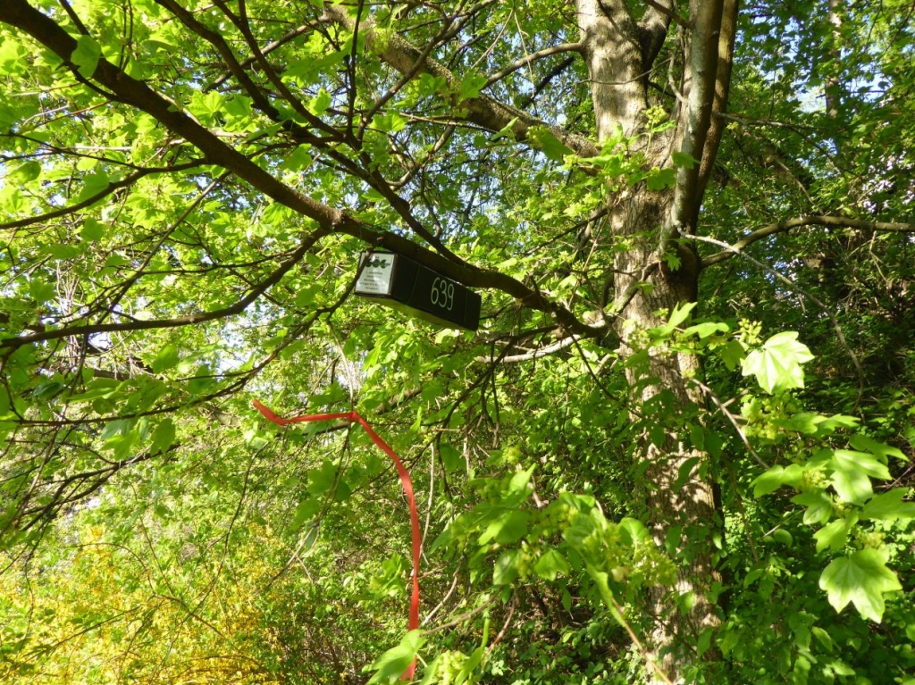 Beispielbild eines Haselmaus-Tubes. Das rote Forstband dient zur Markierung. Foto: GÖG GmbH Beispielbild eines Haselmaus-Tubes. Das rote Forstband dient zur Markierung. Foto: GÖG GmbH