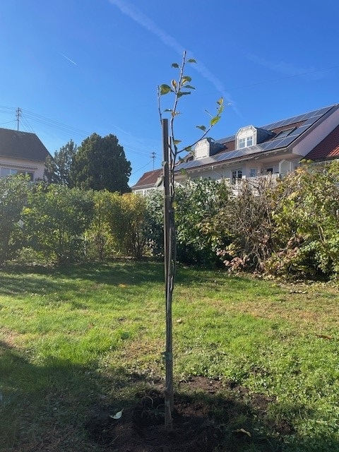 Junger Birnbaum aus Obstbaumaktion steht in einem Garten Junger Birnbaum aus Obstbaumaktion steht in einem Garten