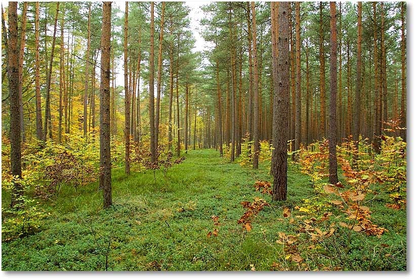 Wald