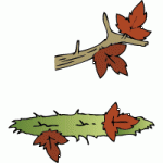 Herbstlaub Herbstlaub