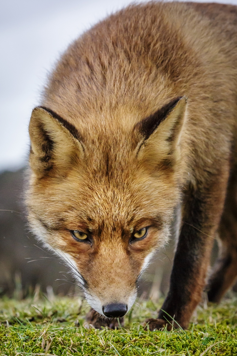 Fuchs Bildquelle Felix Büscher.jpg Fuchs Bildquelle Felix Büscher.jpg
