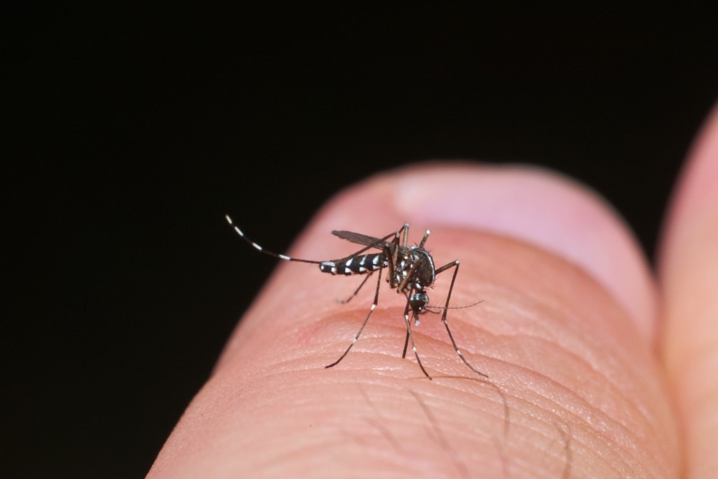 Bild: LRA RNK Tigermücke Shutterstock Bild: LRA RNK Tigermücke Shutterstock