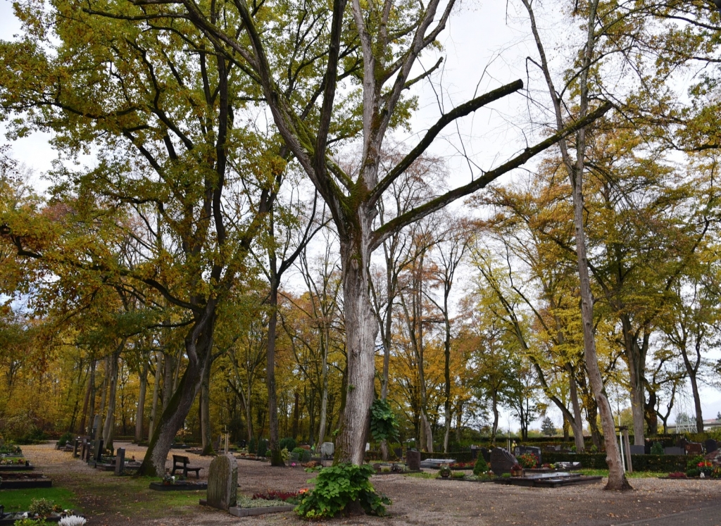 Baumpflegearbeiten im Ortsgebiet - dieser Baum auf dem Friedhof stirbt und wird gefällt. Baumpflegearbeiten im Ortsgebiet - dieser Baum auf dem Friedhof stirbt und wird gefällt.