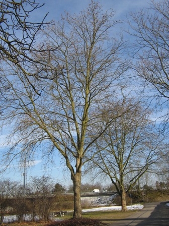 Platane2 Platane2