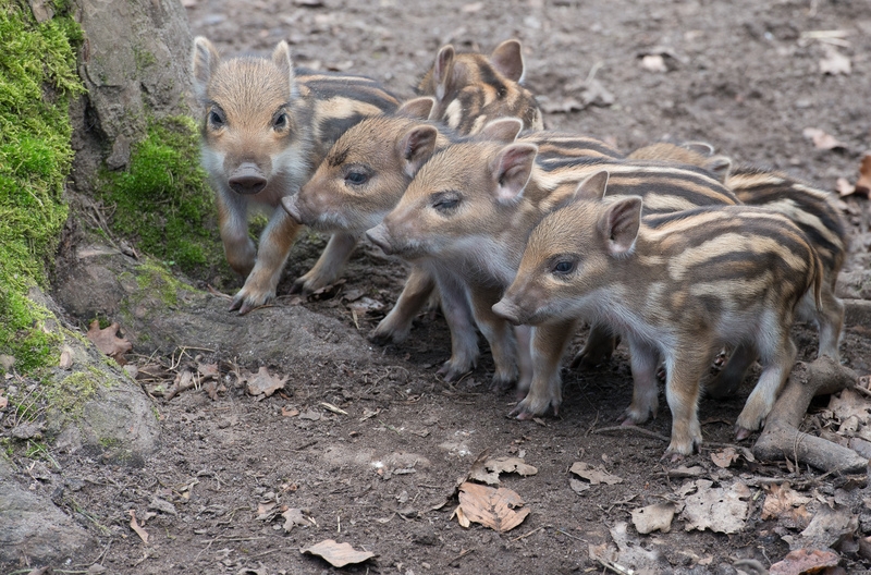 Förderkreis Wildgehege Frischlinge Foto Lackner