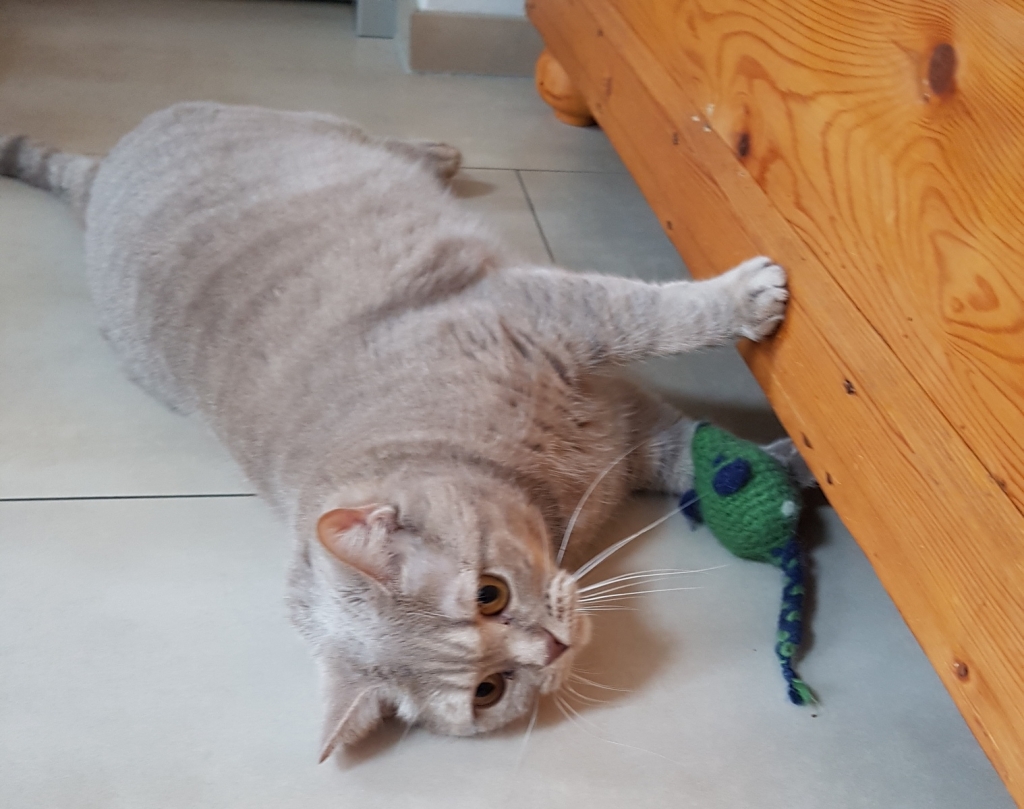 Spielende Katze. Foto Landratsamt Rhein-Neckar-Kreis Spielende Katze. Foto Landratsamt Rhein-Neckar-Kreis