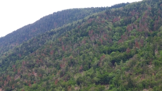 Diesem Wald geht es nicht gut, zahlreiche Kiefern sind abgestorben. Dank der Baumartenmischung kann der Wald trotzdem seine vielen Funktionen erfüllen. Foto: FVA Markus Kautz Diesem Wald geht es nicht gut, zahlreiche Kiefern sind abgestorben. Dank der Baumartenmischung kann der Wald trotzdem seine vielen Funktionen erfüllen. Foto: FVA Markus Kautz