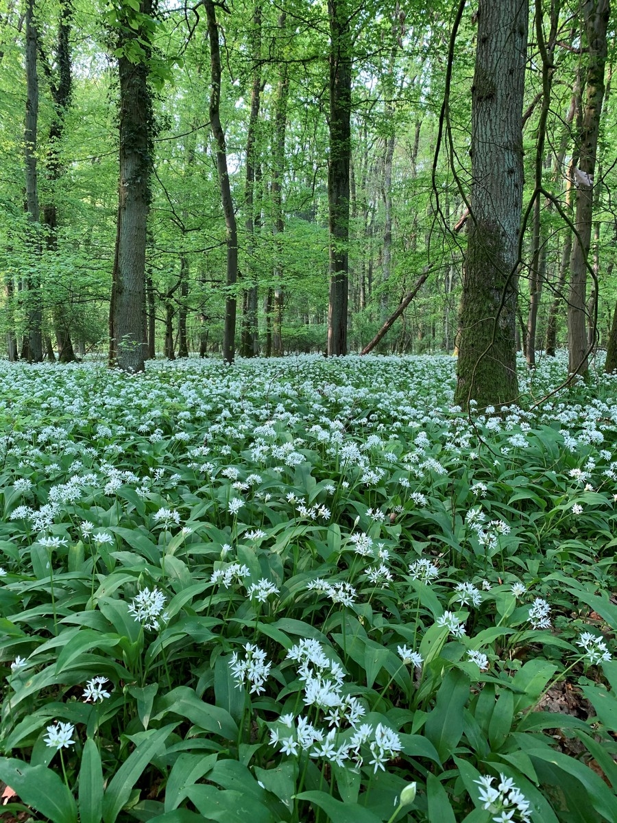 Bärlauch mit Blütenknospen (Foto Landratsamt Rhein-Neckar-Kreis) Bärlauch mit Blütenknospen (Foto Landratsamt Rhein-Neckar-Kreis)