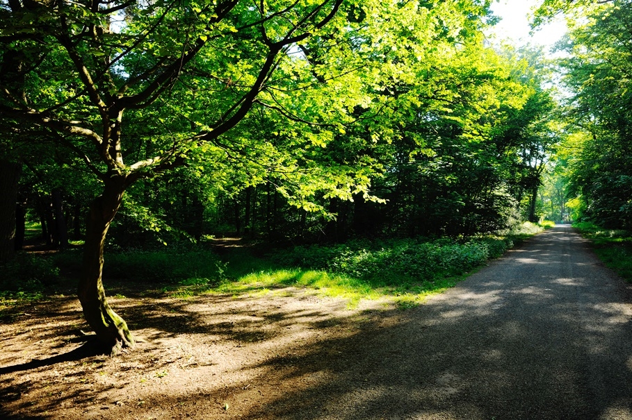 Wald Wald
