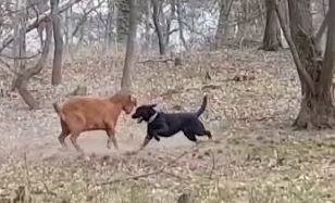 Ein bislang unbekannter Hund attackiert eine Ziege. Bild eines Passanten Ein bislang unbekannter Hund attackiert eine Ziege. Bild eines Passanten