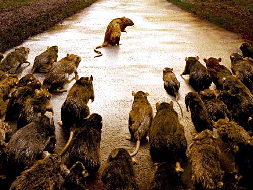 Ratten Ratten