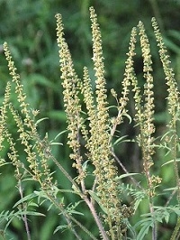 Quelle: LUBW Ambrosia Blüte gelb klein.jpg