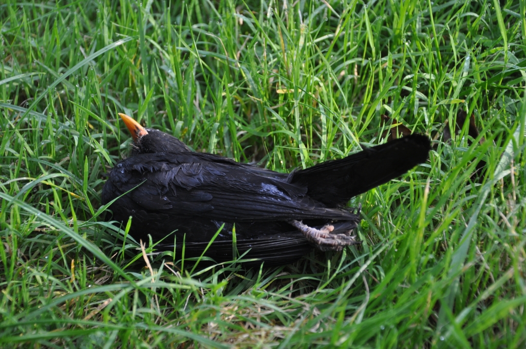 Amsel Totfund 2 Foto Stefan Bosch NABU frei.jpg Amsel Totfund 2 Foto Stefan Bosch NABU frei.jpg