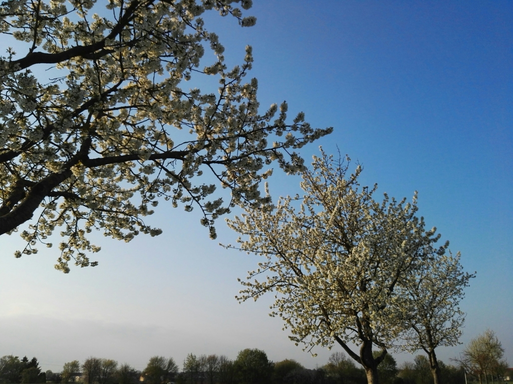 Bäume mit Frühlingsblüten (Symbolbild) Bäume mit Frühlingsblüten (Symbolbild)