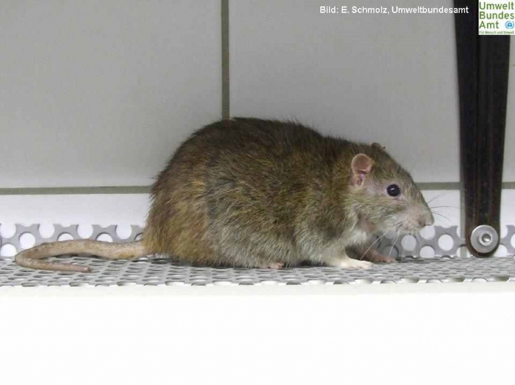 Gefangene Wanderratte. Bild: Erik Schmolz, Umweltbundesamt Gefangene Wanderratte. Bild: Erik Schmolz, Umweltbundesamt