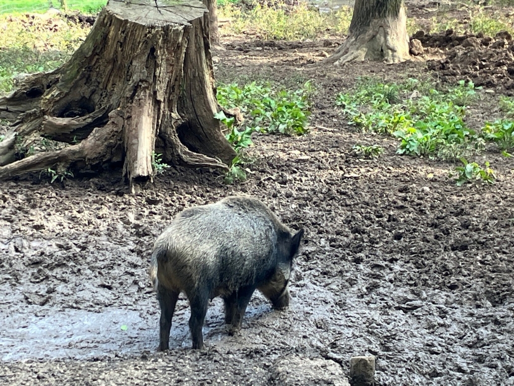 Wildschwein im Wald. Quelle: Landratsamt Rhein-Neckar-Kreis Wildschwein im Wald. Quelle: Landratsamt Rhein-Neckar-Kreis