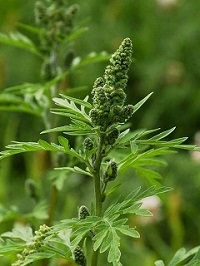 Quelle: LUBW Ambrosia Blüte geschlossen klein.jpg