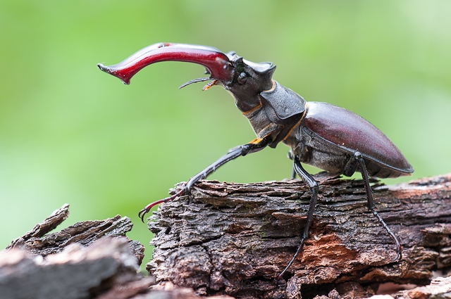 Das imposante „Geweih“ des Hirschkäfer-Männchens ist eigentlich der extrem vergrößerte Oberkiefer des Käfers. Bildautor: LUBW, Torsten Bittner. Das imposante „Geweih“ des Hirschkäfer-Männchens ist eigentlich der extrem vergrößerte Oberkiefer des Käfers. Bildautor: LUBW, Torsten Bittner.
