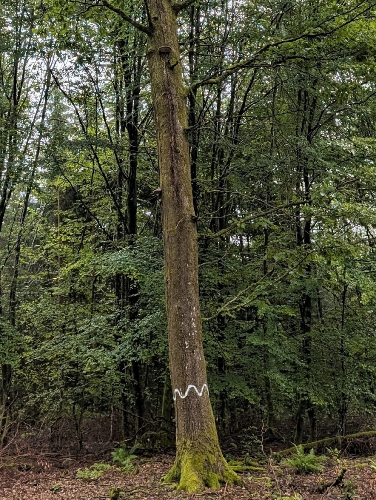Habitatbaum (Quelle: Landratsamt Rhein-Neckar-Kreis)
