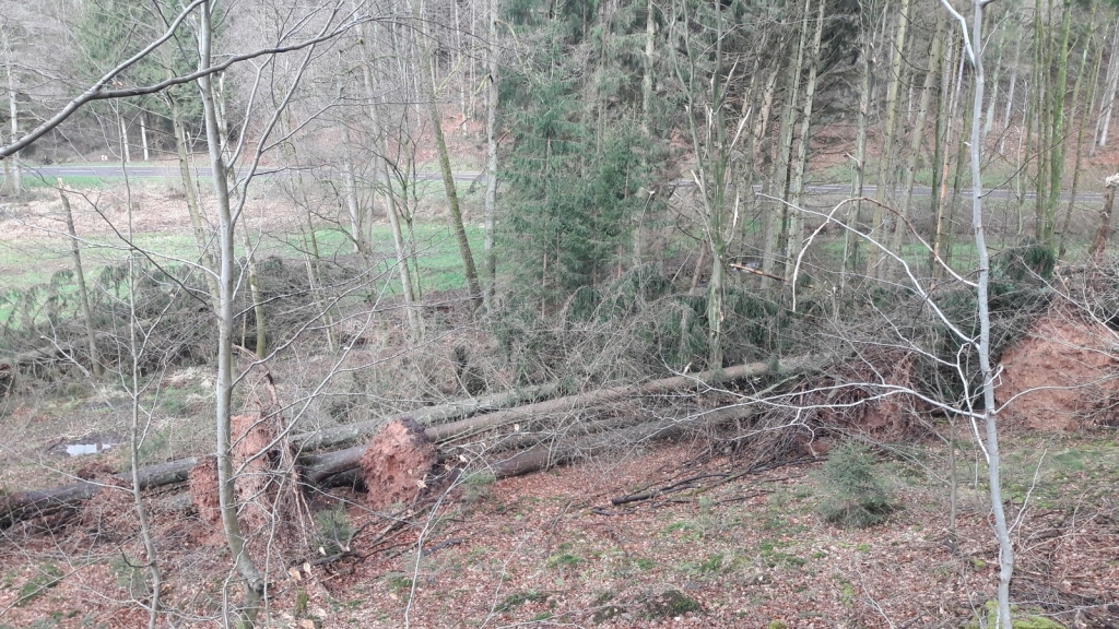 Foto Landratsamt Rhein-Neckar-Kreis, der Sturm hat ganze Arbeit geleistet.jpg Foto Landratsamt Rhein-Neckar-Kreis, der Sturm hat ganze Arbeit geleistet.jpg