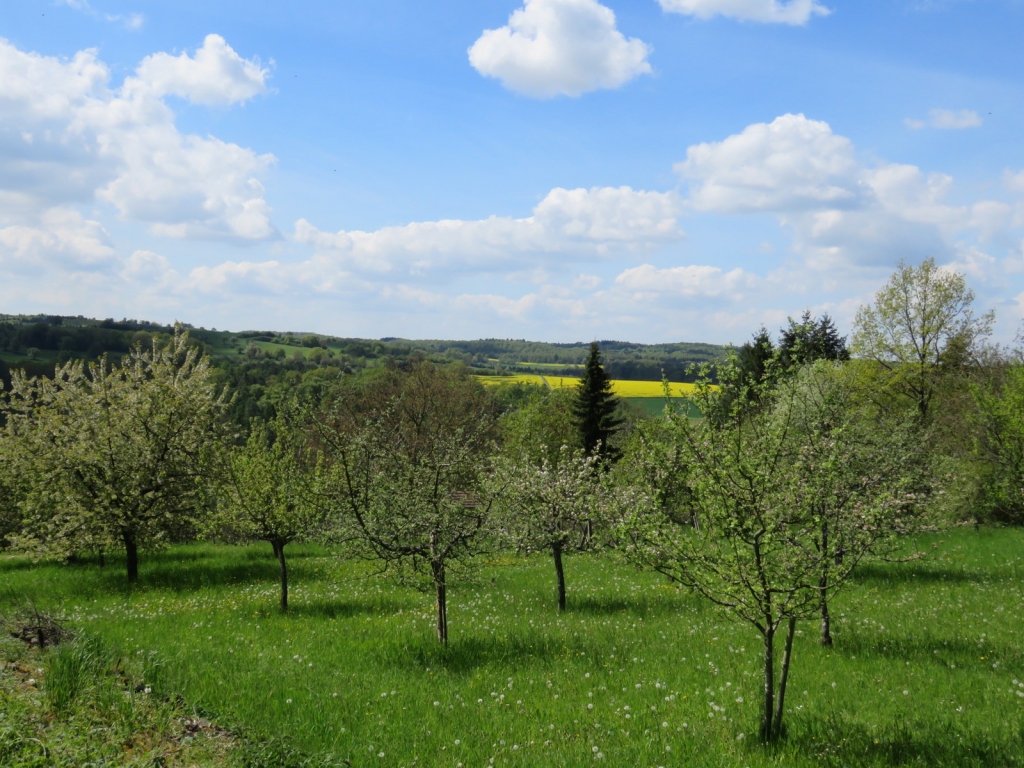 Eine Streuobstwiese (Bild: Landschaftserhaltungsverband Rhein-Neckar e.V.) Eine Streuobstwiese (Bild: Landschaftserhaltungsverband Rhein-Neckar e.V.)