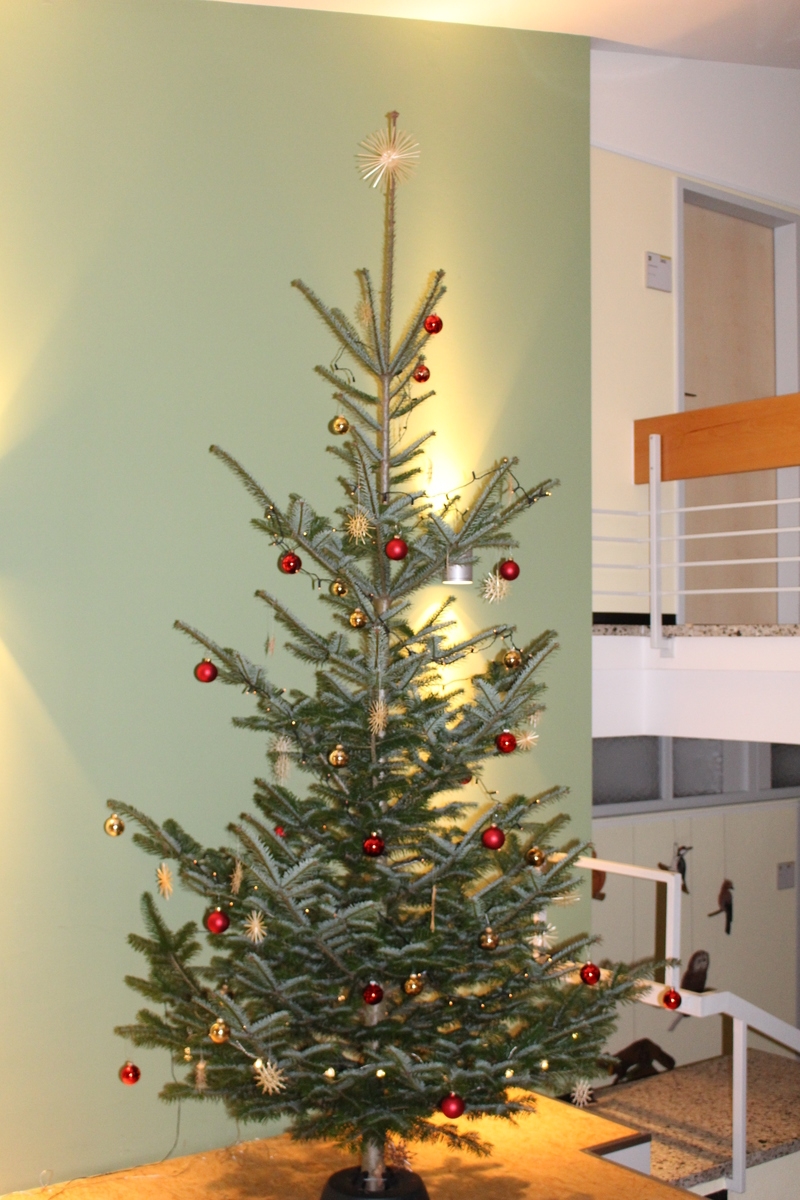 Baum.jpg Baum.jpg