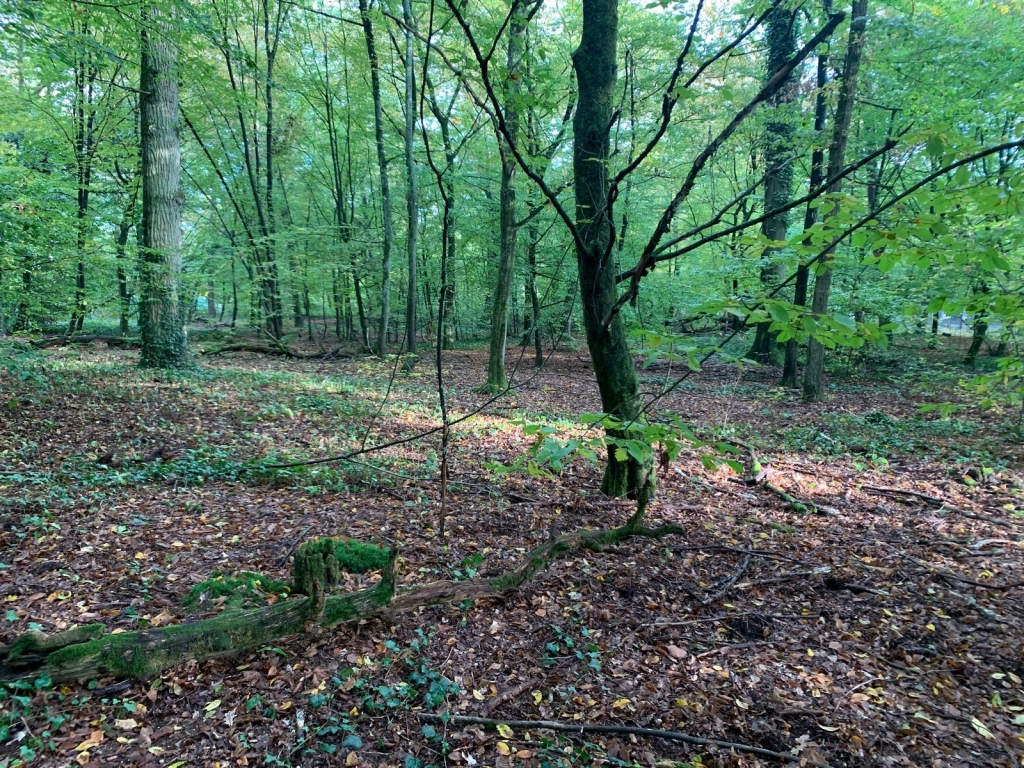 Blick in den Oftersheimer Wald Blick in den Oftersheimer Wald