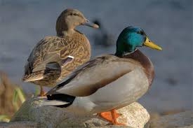 Enten Enten
