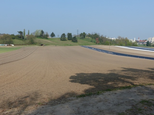 Düne in Oftersheim Düne in Oftersheim