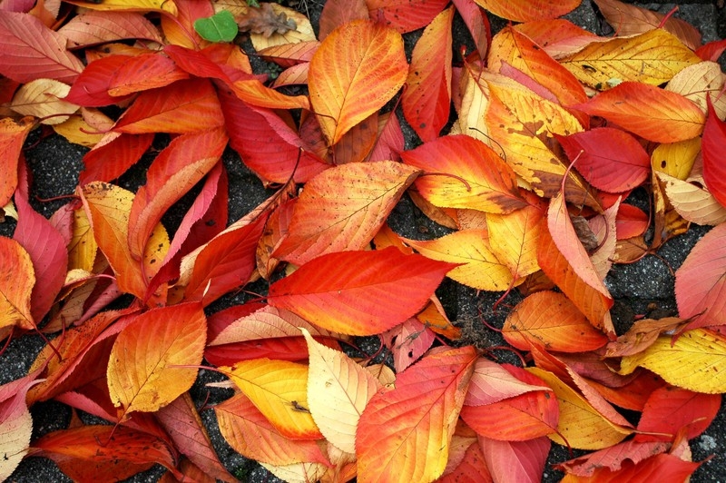 Herbst Herbst