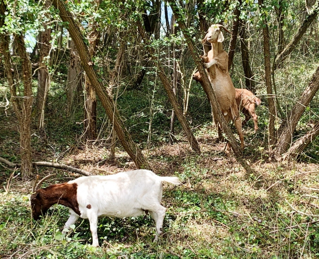 Ziegen bei der Waldweide Ziegen bei der Waldweide