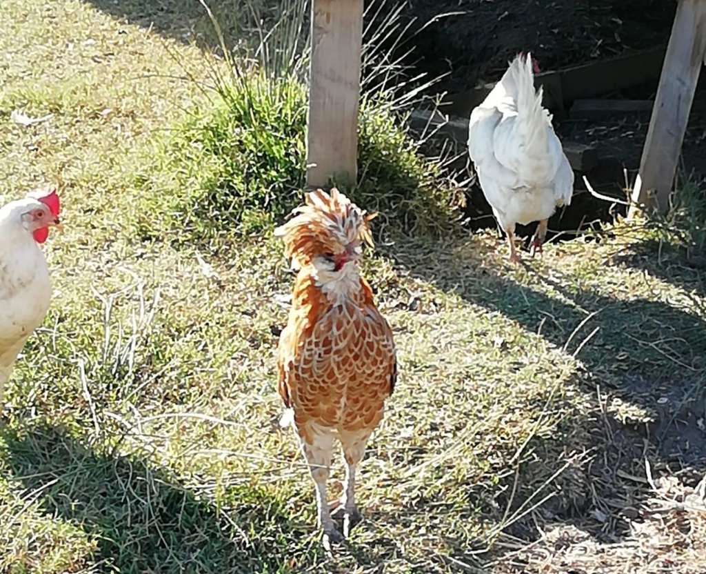 Hühner (Symbolbild) Hühner (Symbolbild)
