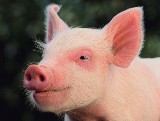 Schweinegrippe Schweinegrippe