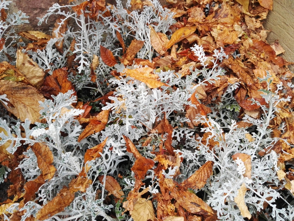 Herbst1.jpg Herbst1.jpg