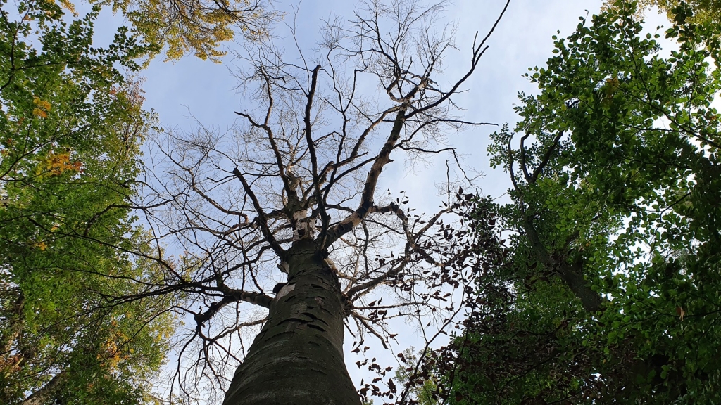 Geschädigter Baum, Bild Landratsamt Rhein-Neckar-Kreis Geschädigter Baum, Bild Landratsamt Rhein-Neckar-Kreis