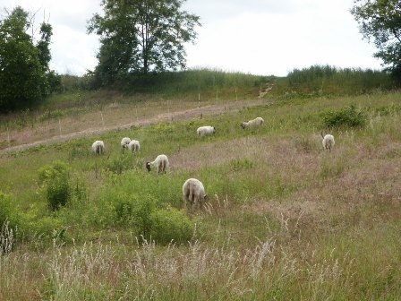 Binnendünen Binnendünen
