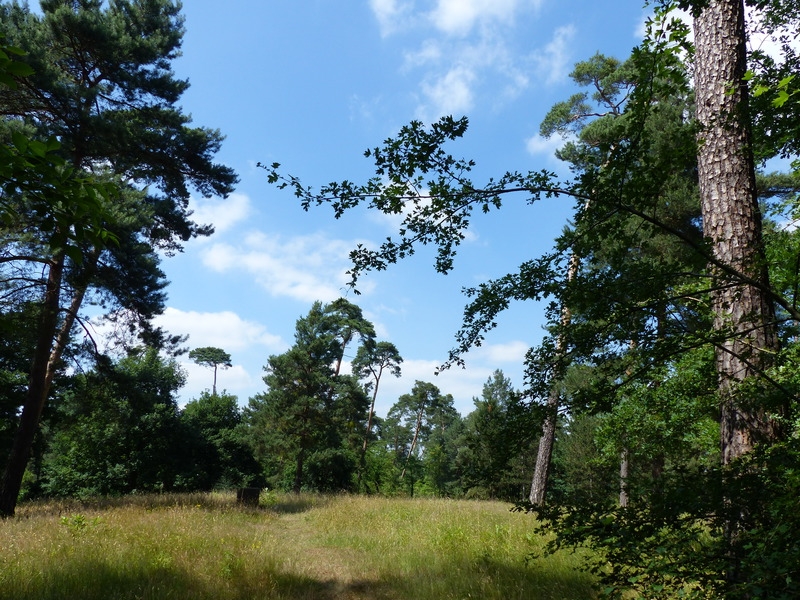 Lichter Wald Lichter Wald