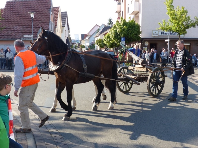 Maibaum 2017