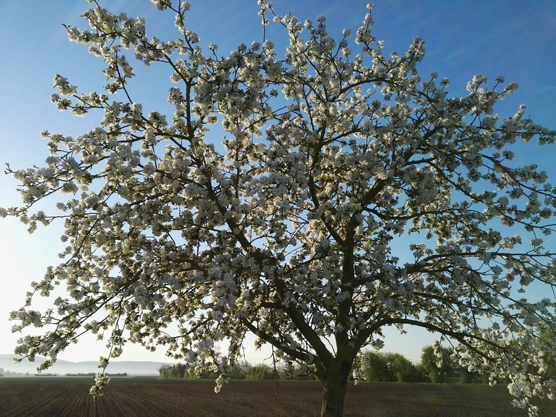 Obstbaum Obstbaum