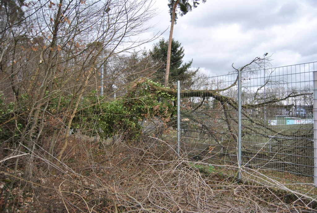 Sturmschaden: Baum durchbricht Zaun auf dem Sportgelände der SGO Sturmschaden: Baum durchbricht Zaun auf dem Sportgelände der SGO