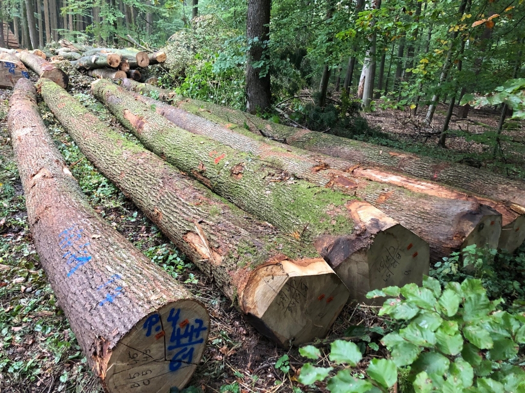 Gefällte Bäume: Die Nachfrage nach heimischen Hölzern ist groß: Das Kreisforstamt vermarktet sein Holz aus dem Rhein-Neckar-Kreis regional. (Quelle: Landratsamt Rhein-Neckar-Kreis) Gefällte Bäume: Die Nachfrage nach heimischen Hölzern ist groß: Das Kreisforstamt vermarktet sein Holz aus dem Rhein-Neckar-Kreis regional. (Quelle: Landratsamt Rhein-Neckar-Kreis)