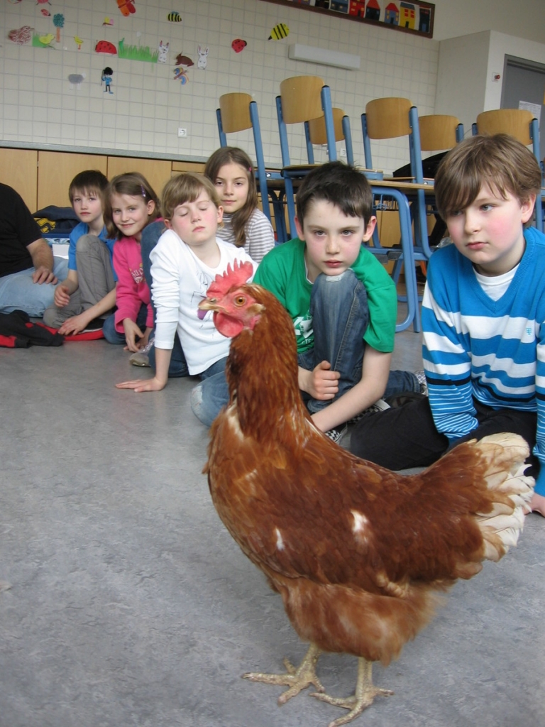 In der Natur AG sind auch mal Haustiere zu Gast, hier ein Huhn.