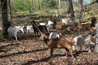 Ziegen im Oftersheimer Wald Ziegen im Oftersheimer Wald