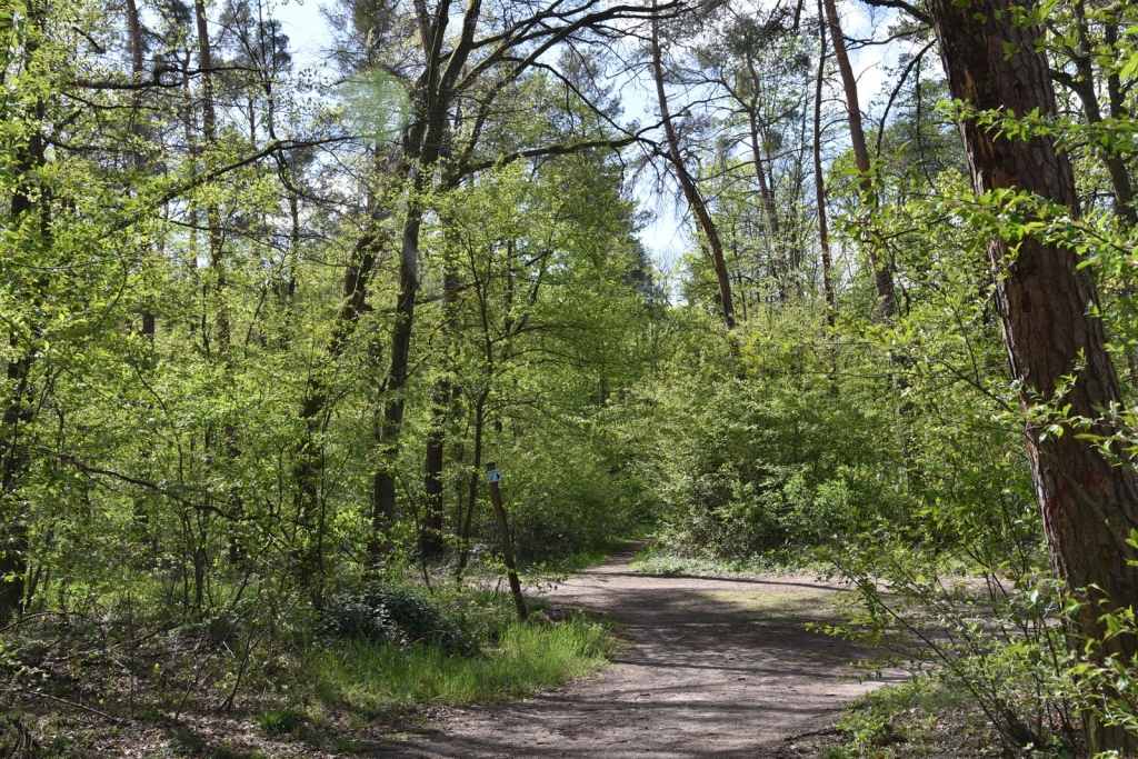 Oftersheimer Wald Oftersheimer Wald