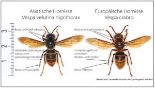 Abbildung der Europäischen und Asiatischen Hornisse im Vergleich Abbildung der Europäischen und Asiatischen Hornisse im Vergleich