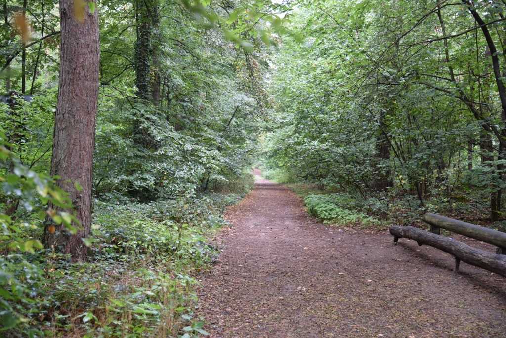 Waldweg in Oftersheim (Symbolbild) Waldweg in Oftersheim (Symbolbild)