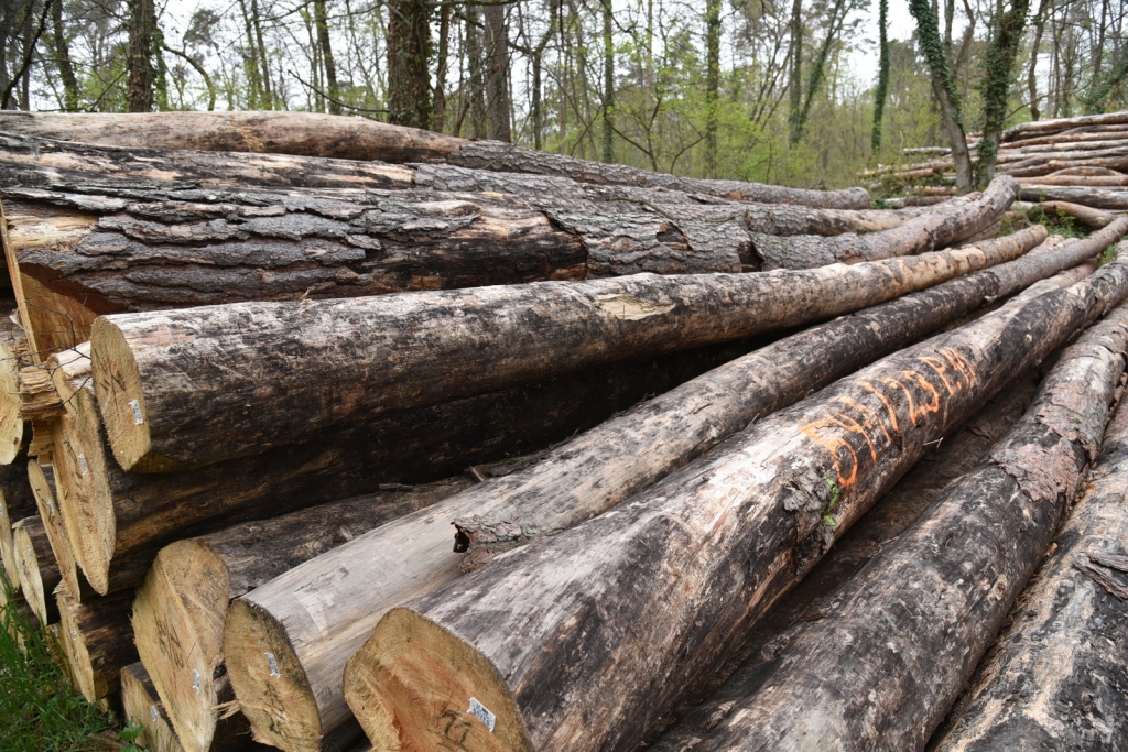 Bäume geschlagen und gestapelt im Wald (Symbolbild) Bäume geschlagen und gestapelt im Wald (Symbolbild)