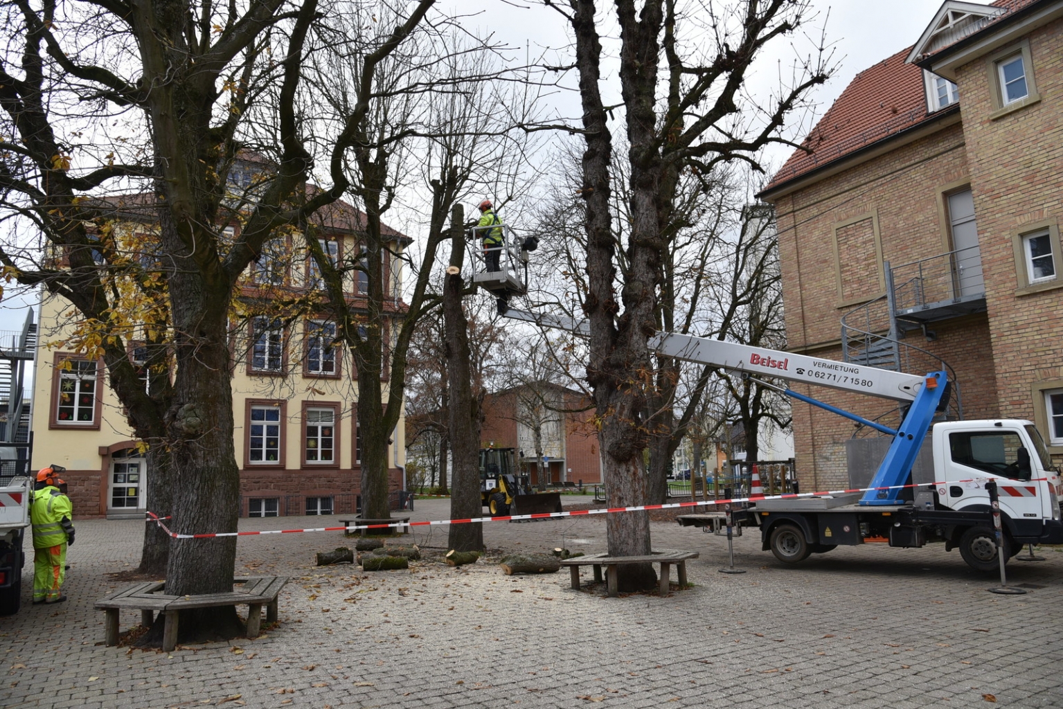 Mitarbeiter des Bauhofs sägten die Rosskastanie von oben nach unten stückweise herunter.